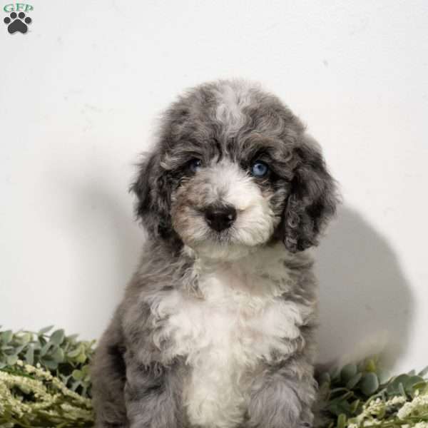 Rune, Mini Bernedoodle Puppy